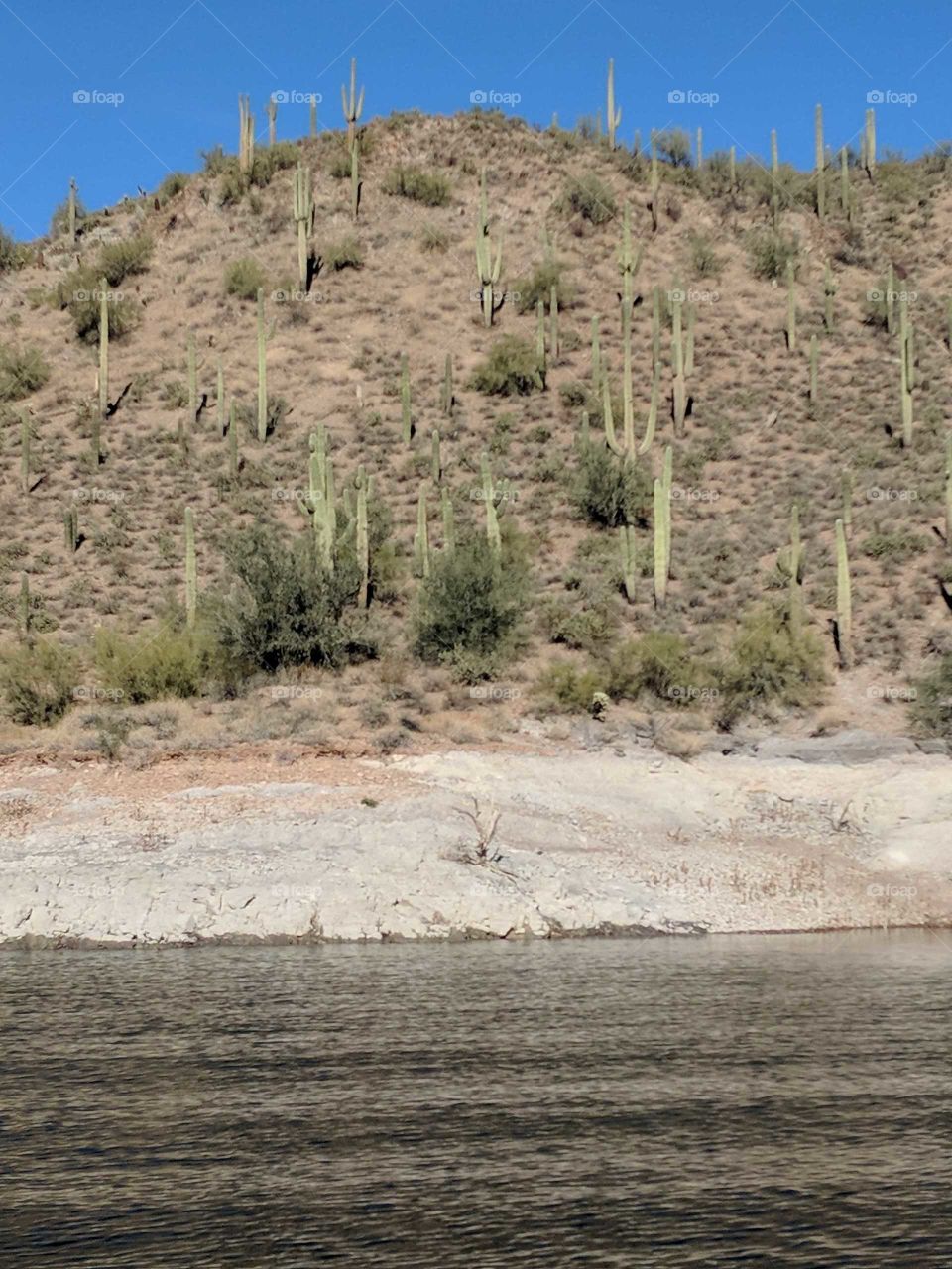 cactus on mountain