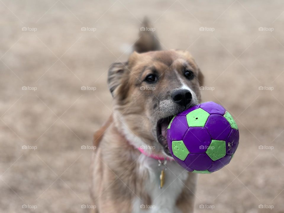 Foster dog named “Cheese “