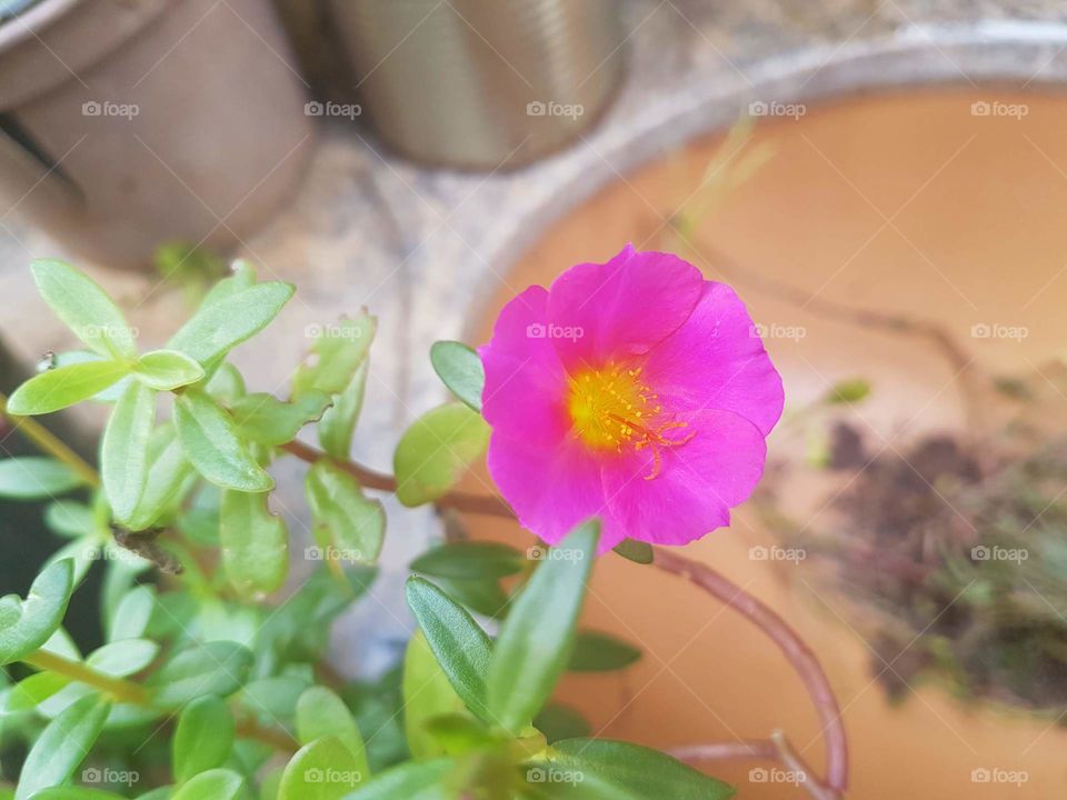 Flowers from my mother-in-law's garden.