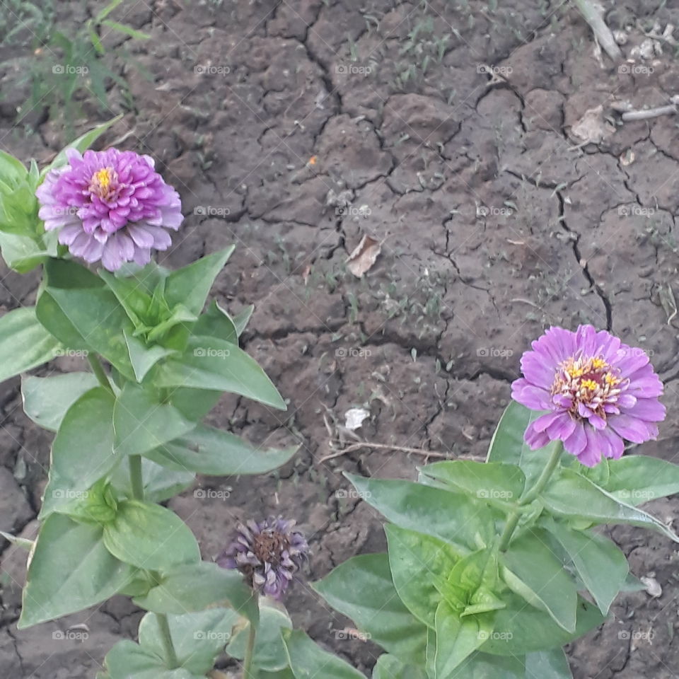 Flowers bring joy to the hearts.