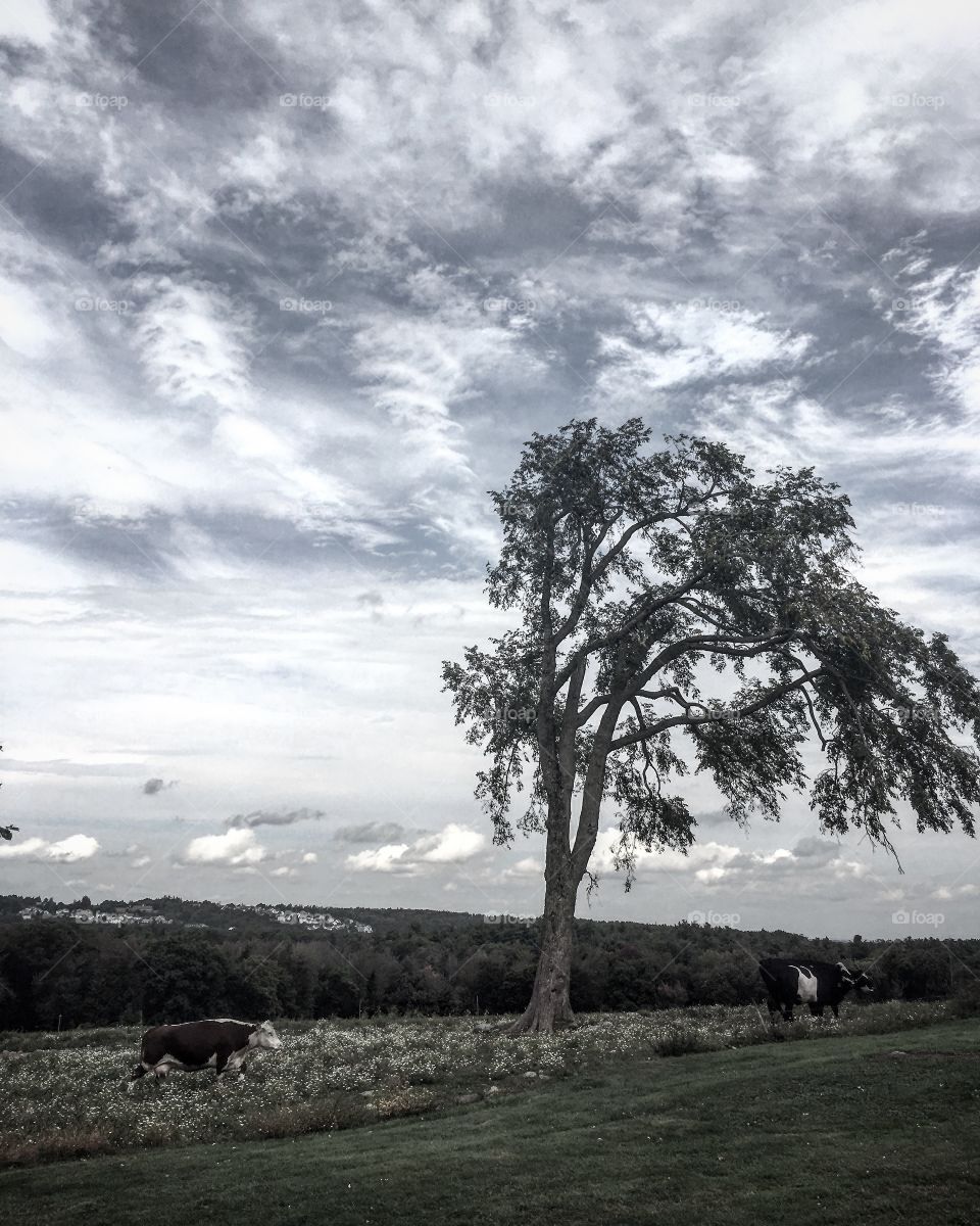 Cow and tree