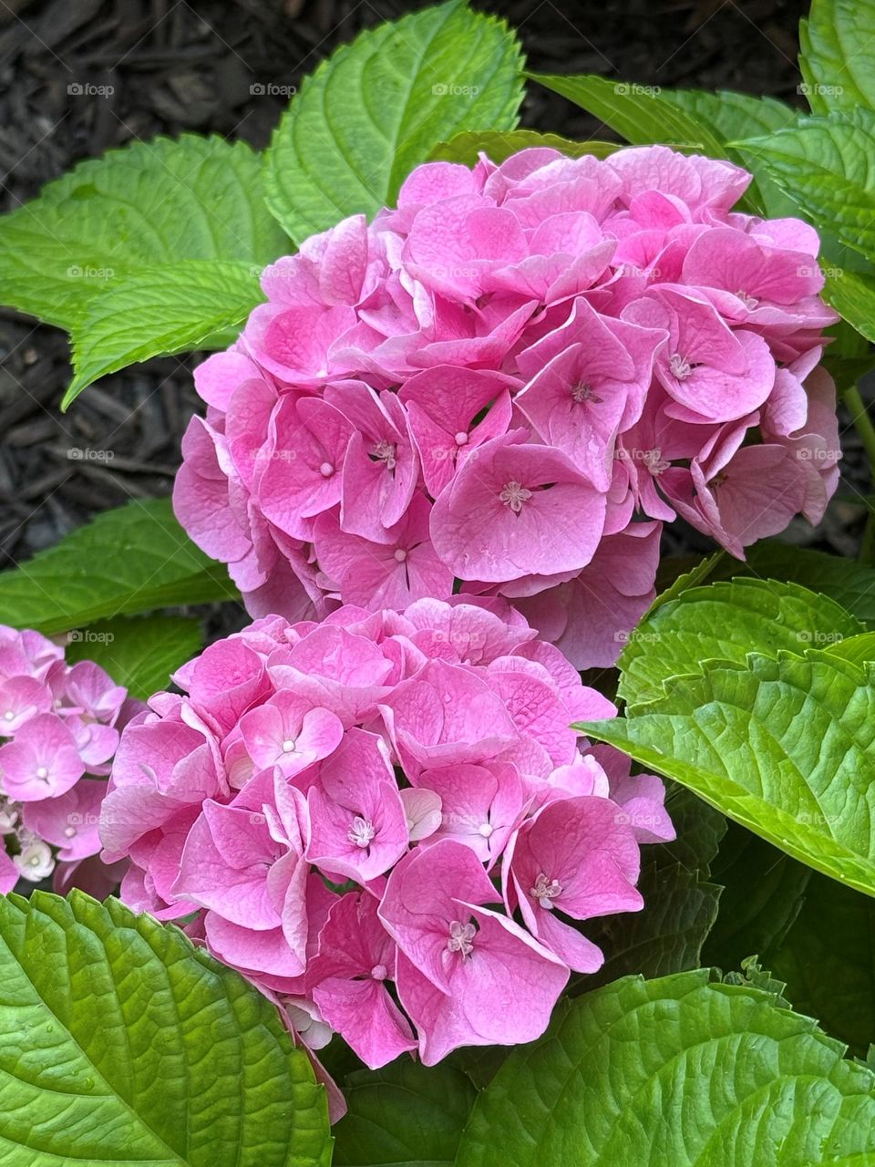 Hydrangea