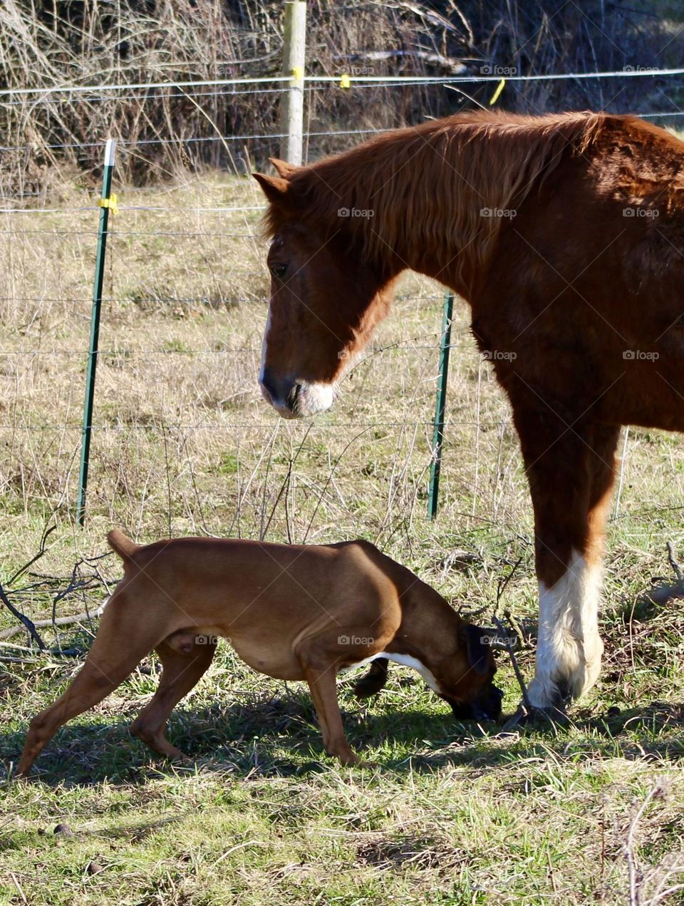 Dog and horse meeting each other