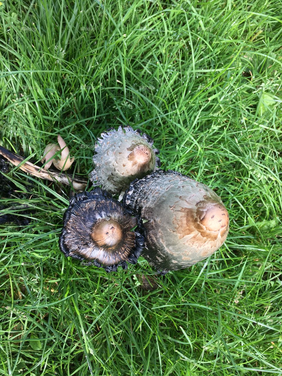Mushroom in Valby, Copenhagen 