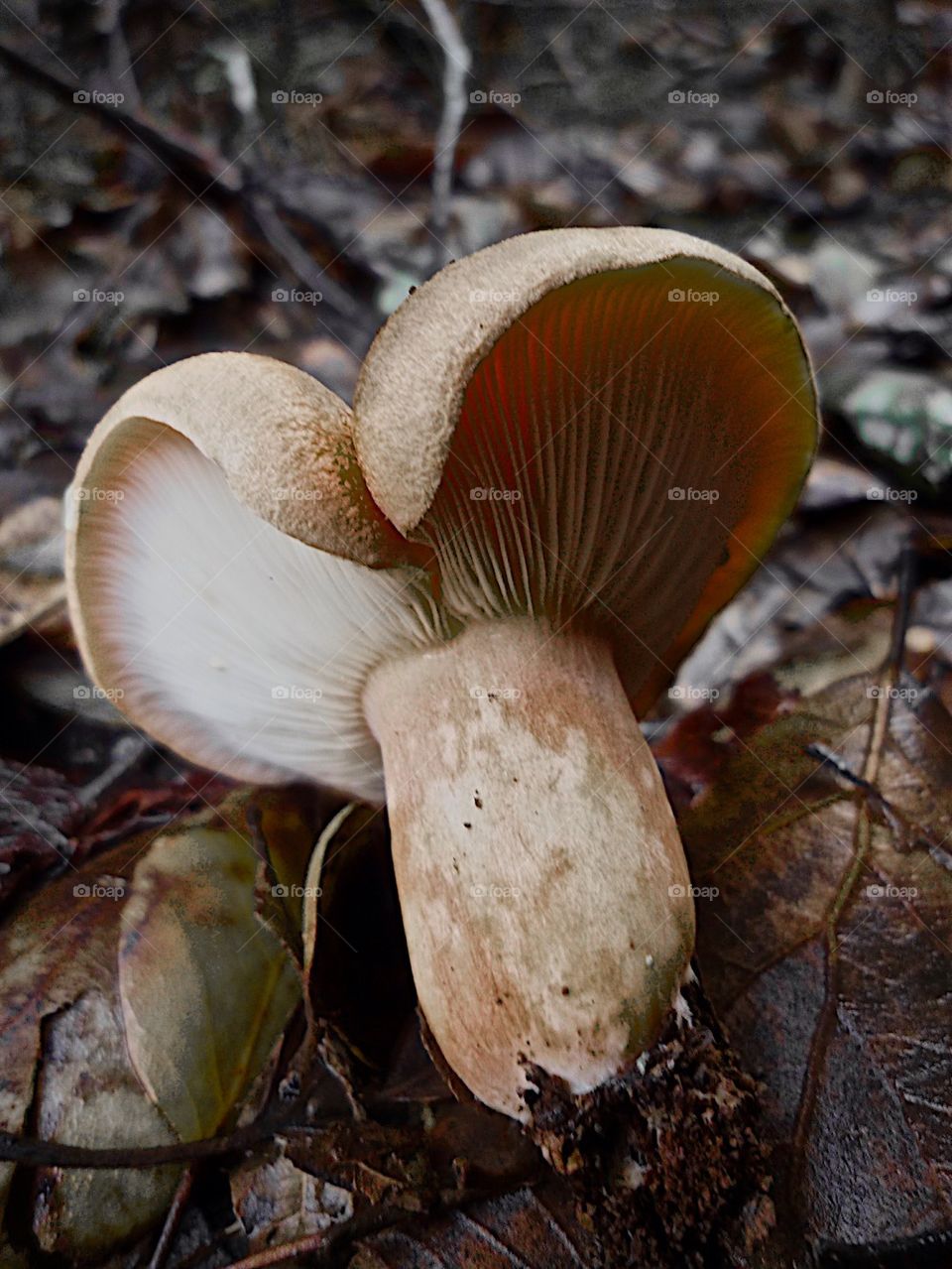 Peculiar mushroom