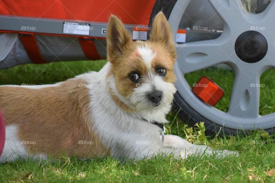 Park puppy