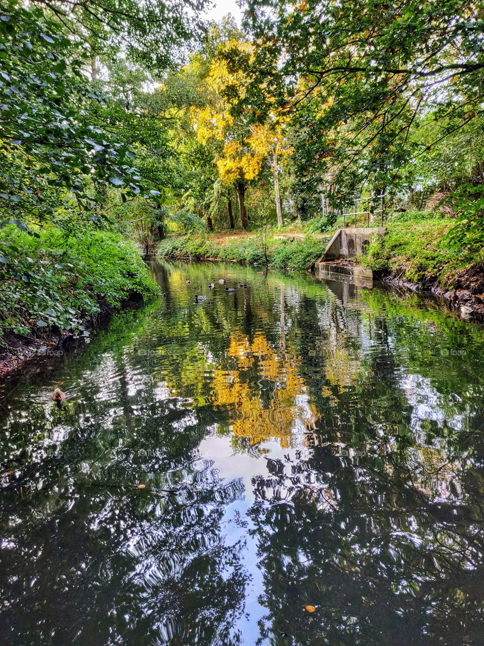 Beautiful river with the autumn leaves of a tree reflecting on the water