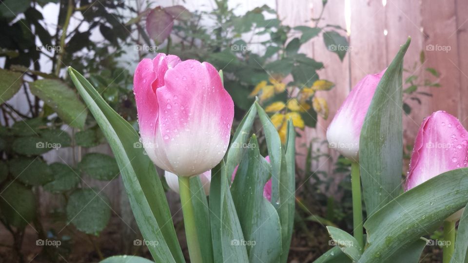 Flower, No Person, Nature, Leaf, Tulip
