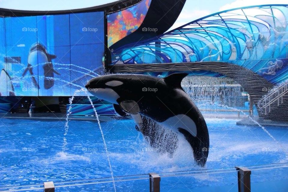 Shamoo show at Seaworld 