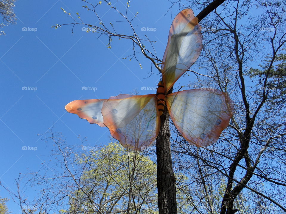 Orange butterfly on tree trunk