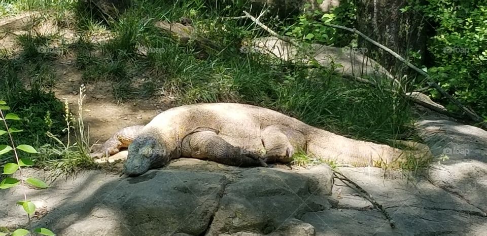 Komodo Dragon at the Cincinnati Zoo