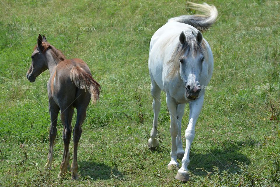 Egyptian Arabian Mare and Foal