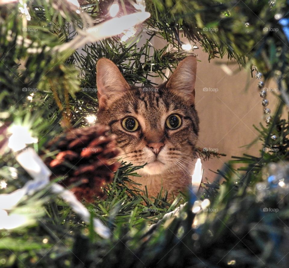 Lennox in the tree