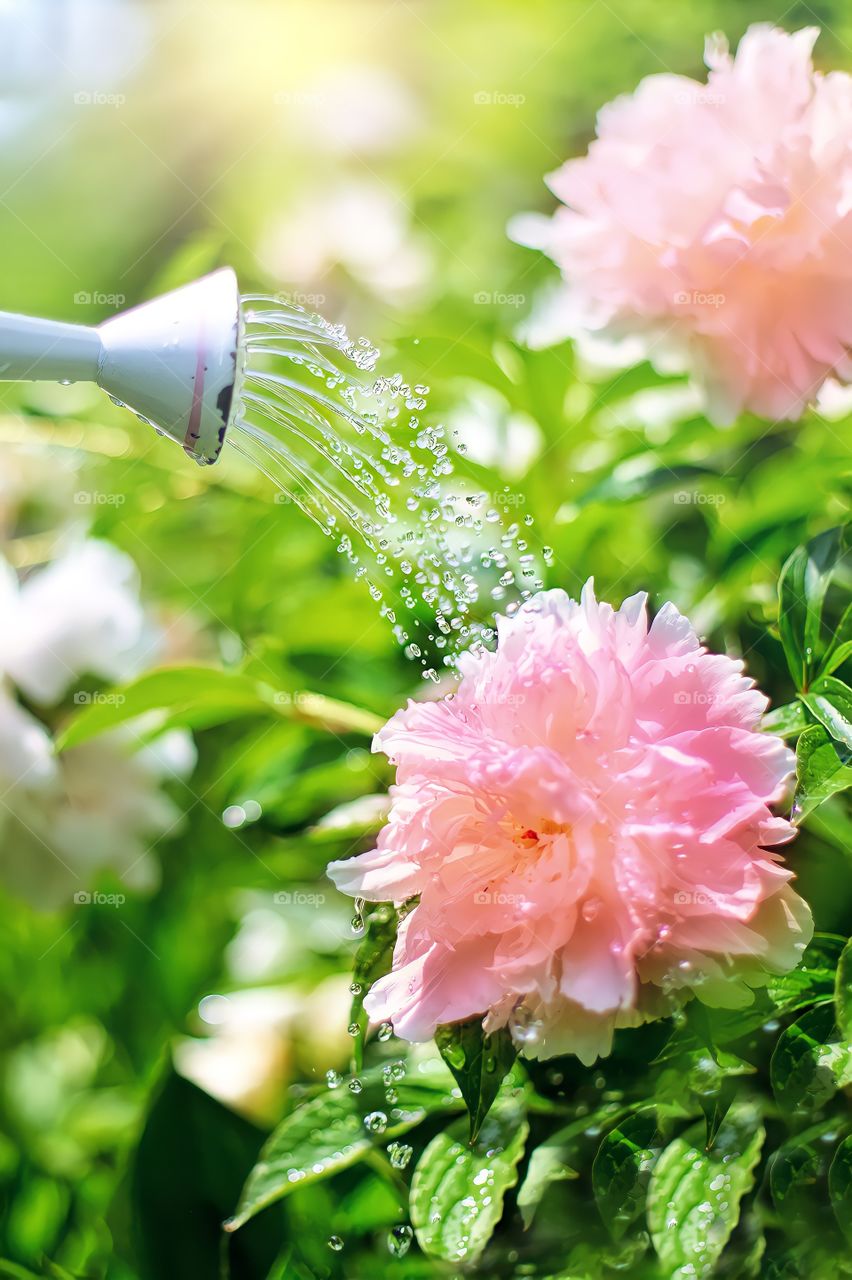 Watering Flowers.

Close up of watering can pouring water on pink flowers in the garden