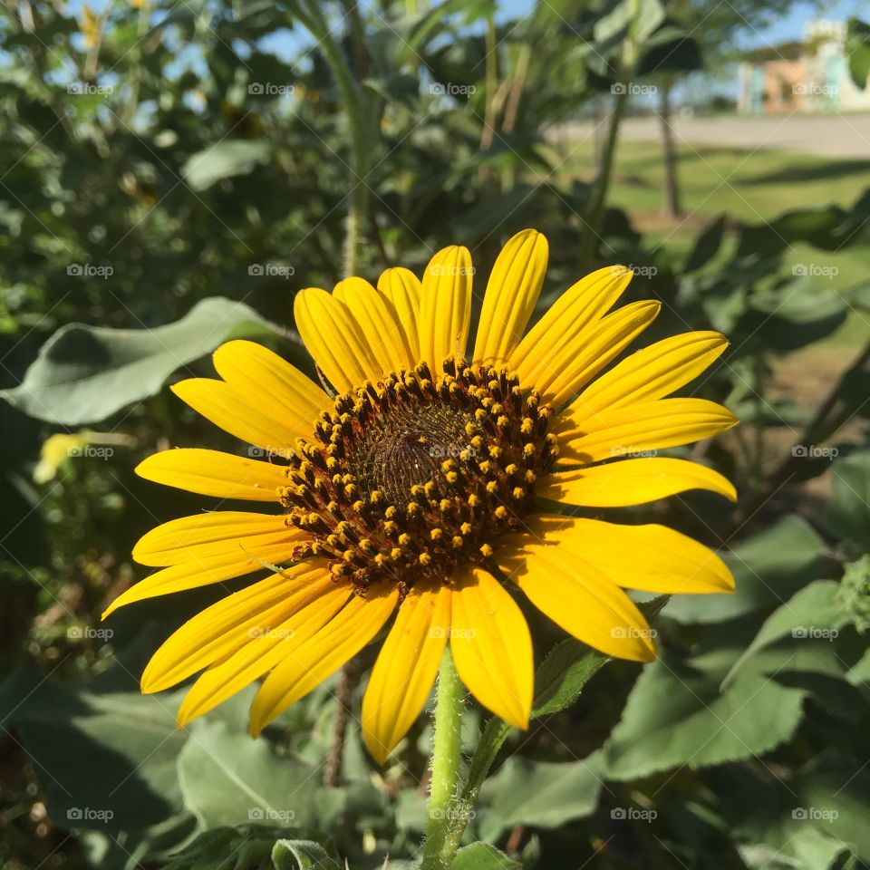 Sunflower 