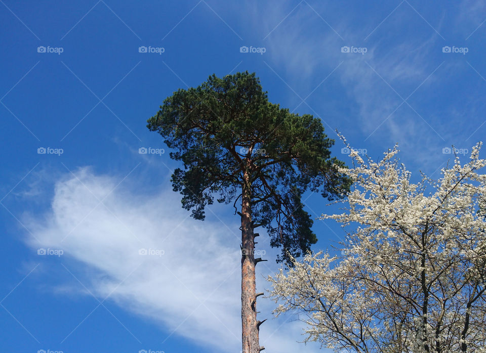 pine tree against a blue sky whit white clouds