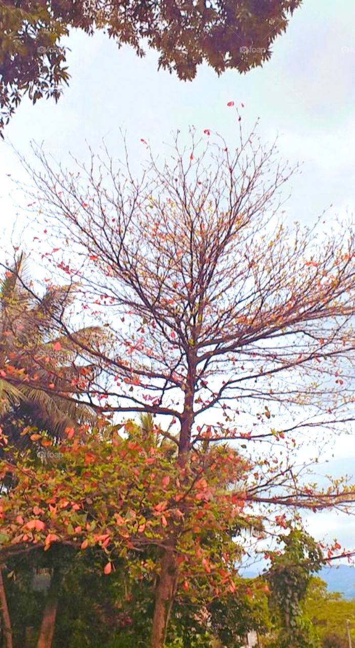 beautiful trees in autumn season