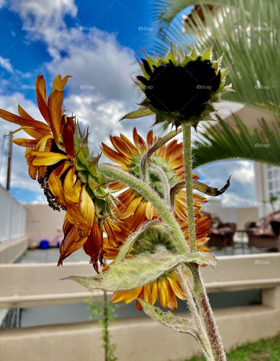 The cool photo of the day was this: our sunflower trying to form a heart!  Ah, Nature and its surprises… / A foto bacana do dia foi essa: nosso girassol tentando formar um coração! Ah, a Natureza e suas surpresas…