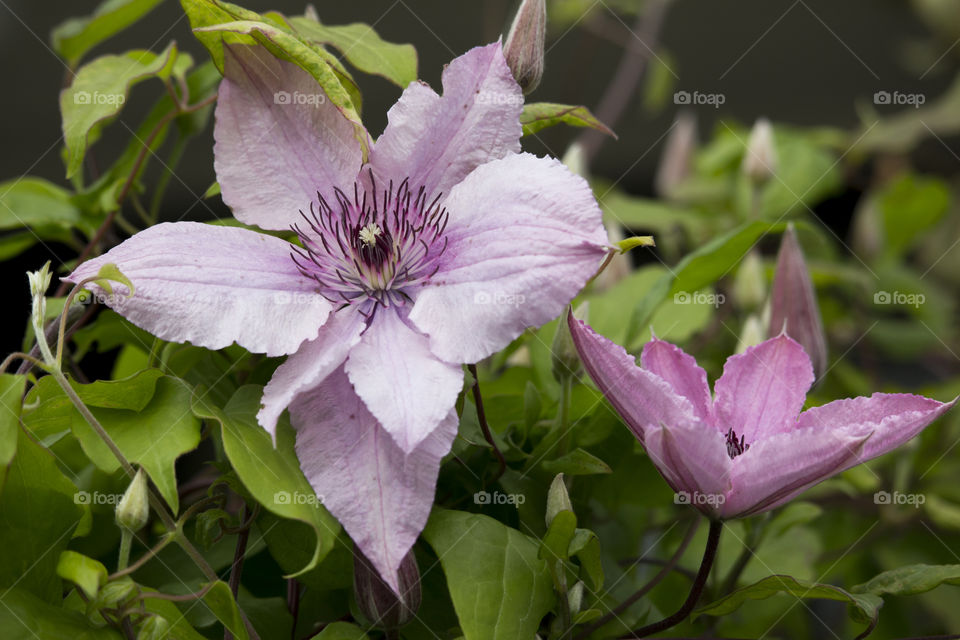 Summer flowers, close-up pink purple clematis .
Sommarblommor , närbild rosa lila klematis 