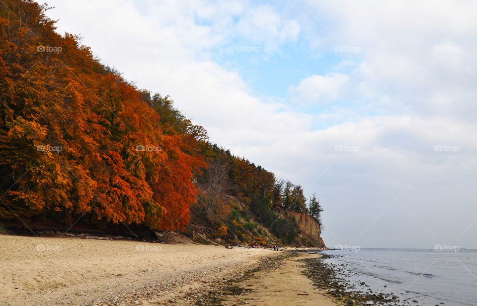 Bright tree over the sea . Poland Baltic Sea 