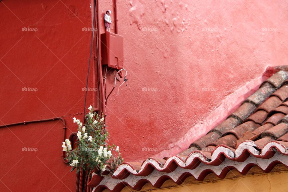 A small white flower grows on a red house between a roof