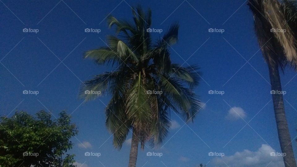 a beautiful coconut tree on the summer day.
