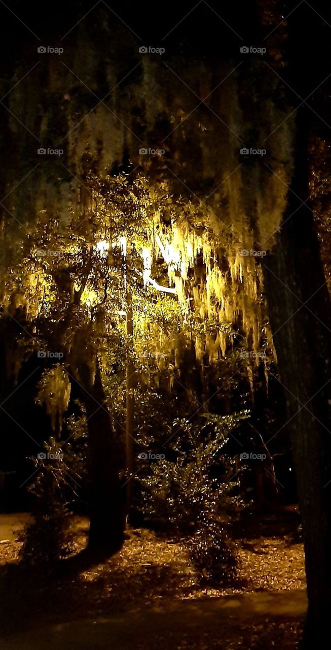 Spanish Moss dripping strands of gold under the lamp light.