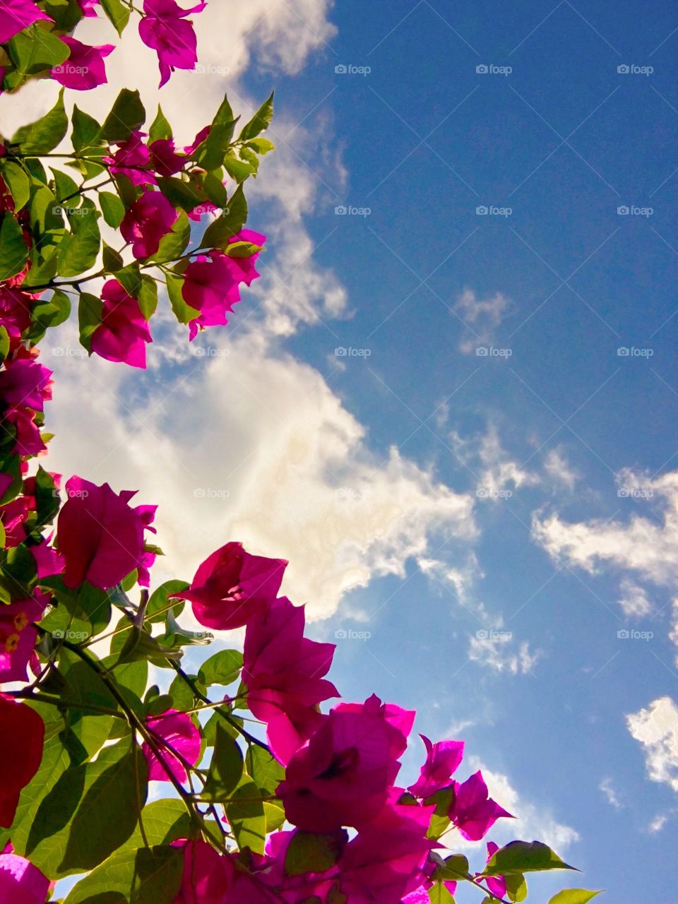 Bougainvillea flower against sky