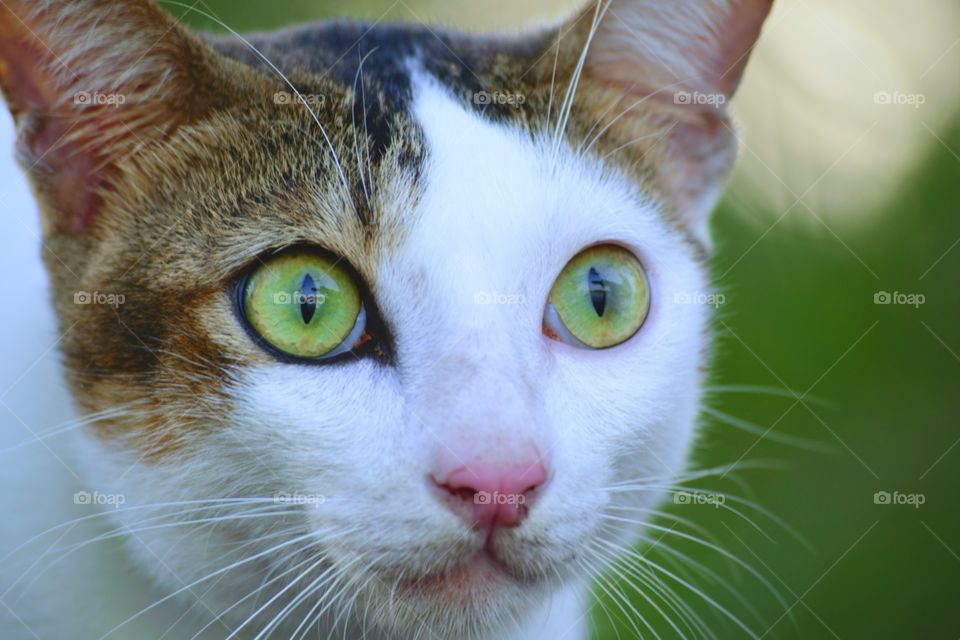 Closeup green eyes a cat