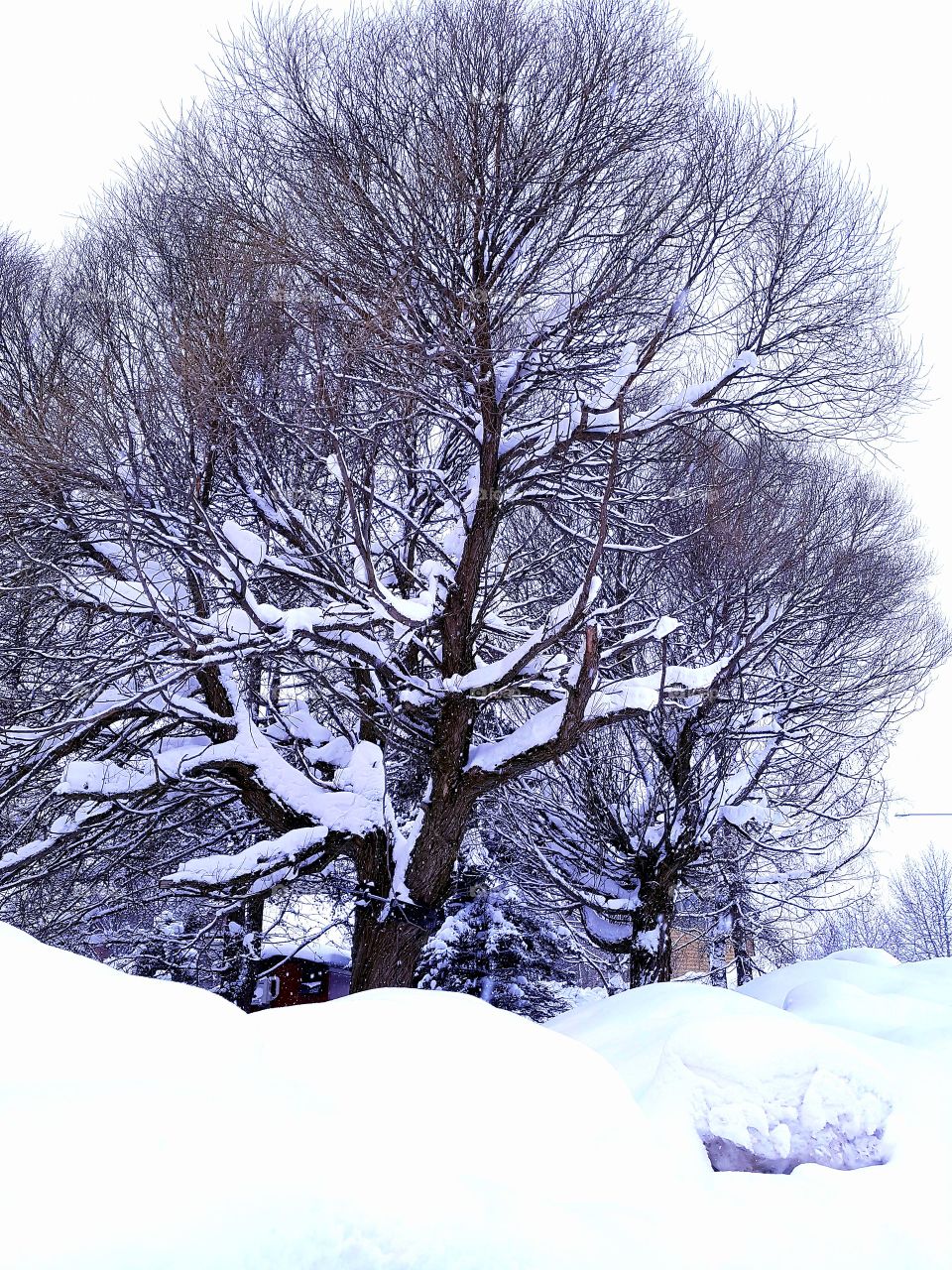 I never think winter is over