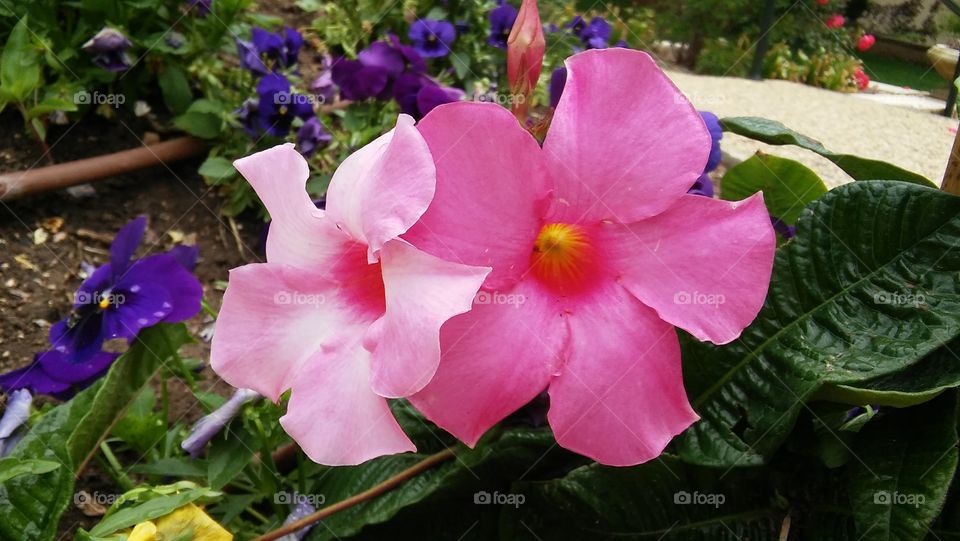 closeup flowers blooms colors garden outdoors life