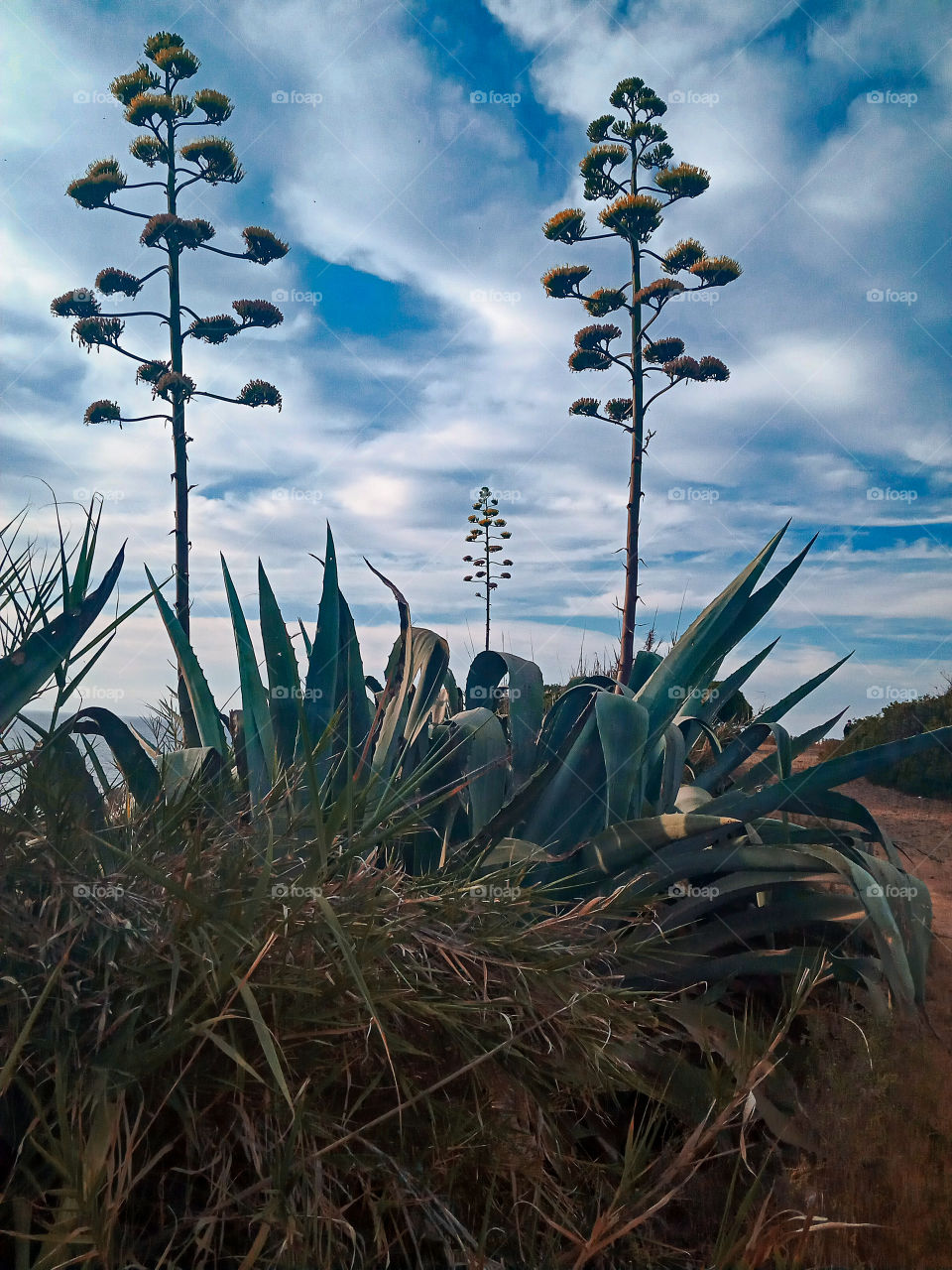 three trees of agave with white clouds as background