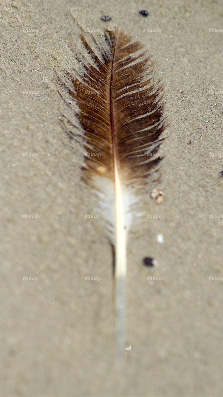 Submerged feather
