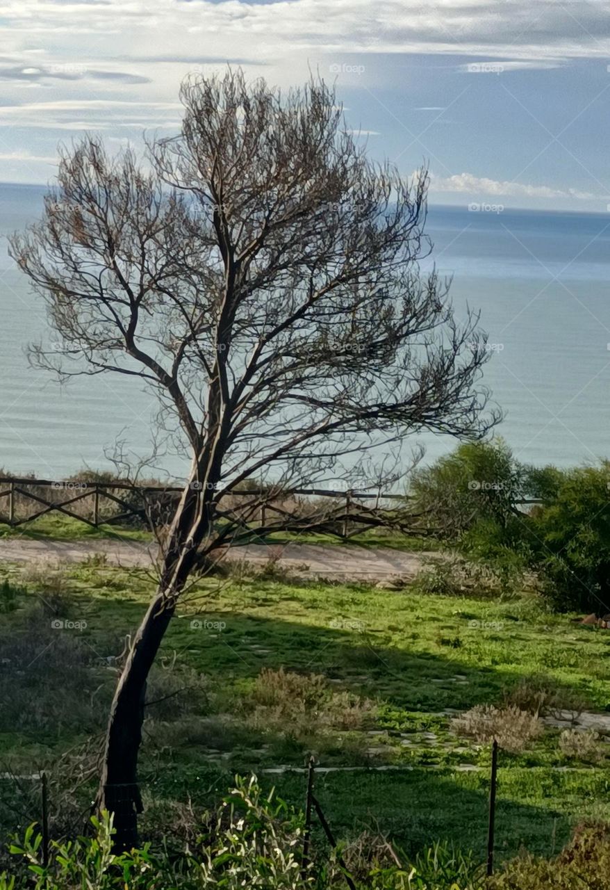 albero con sfondo marr