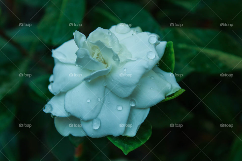 Water drops in white flower