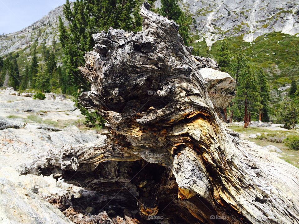 Tree stump . Monster looking tree stump