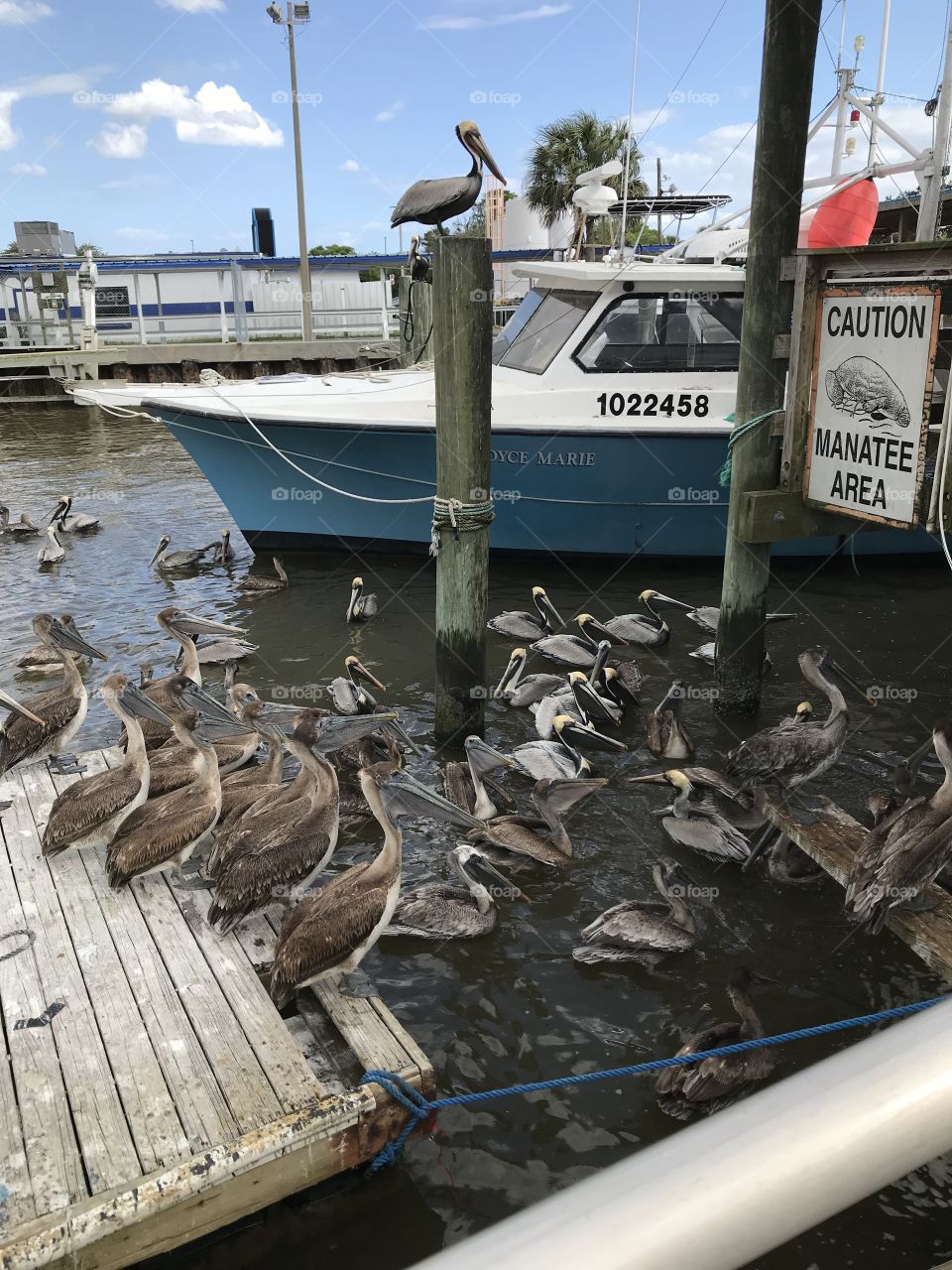 Pelicans on the dock 
