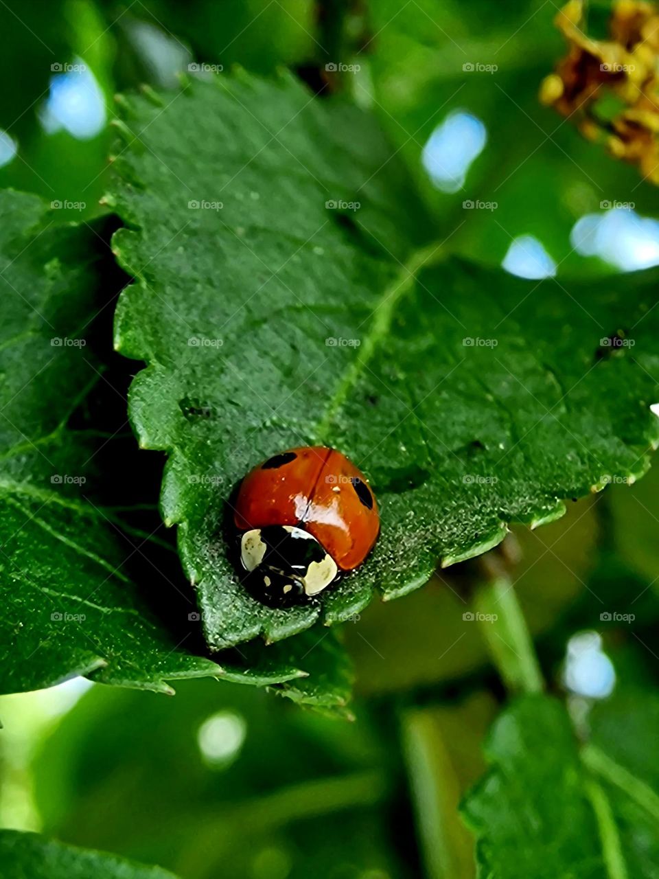 ladybug on the leaf.