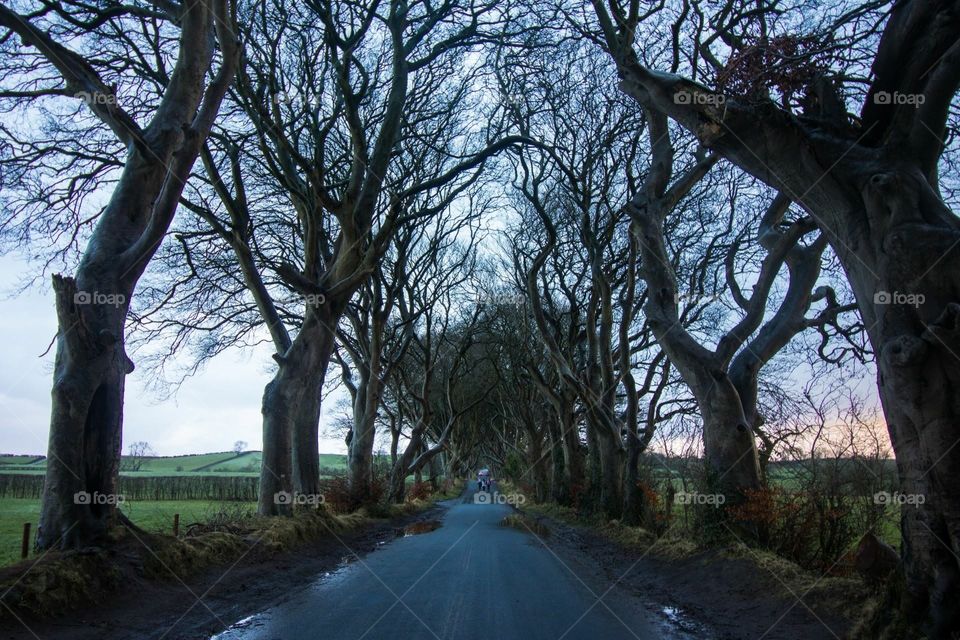 The Dark Hedges, Game of Thrones, Northern Ireland