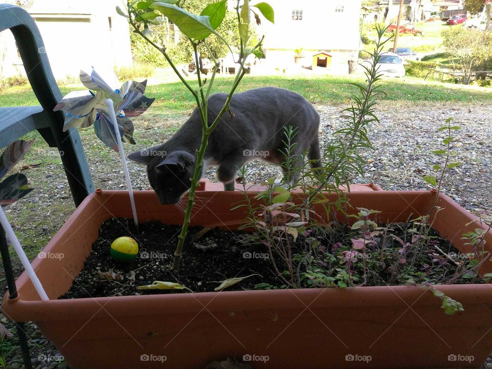 Cat on planter
