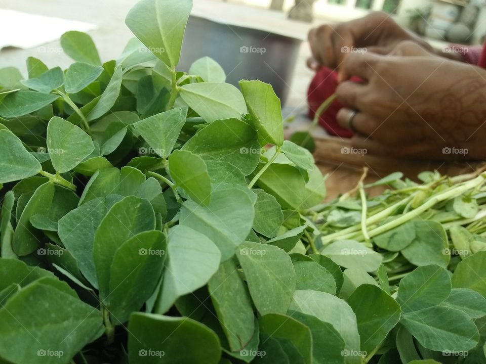 beautiful lovely Root of fenugreek