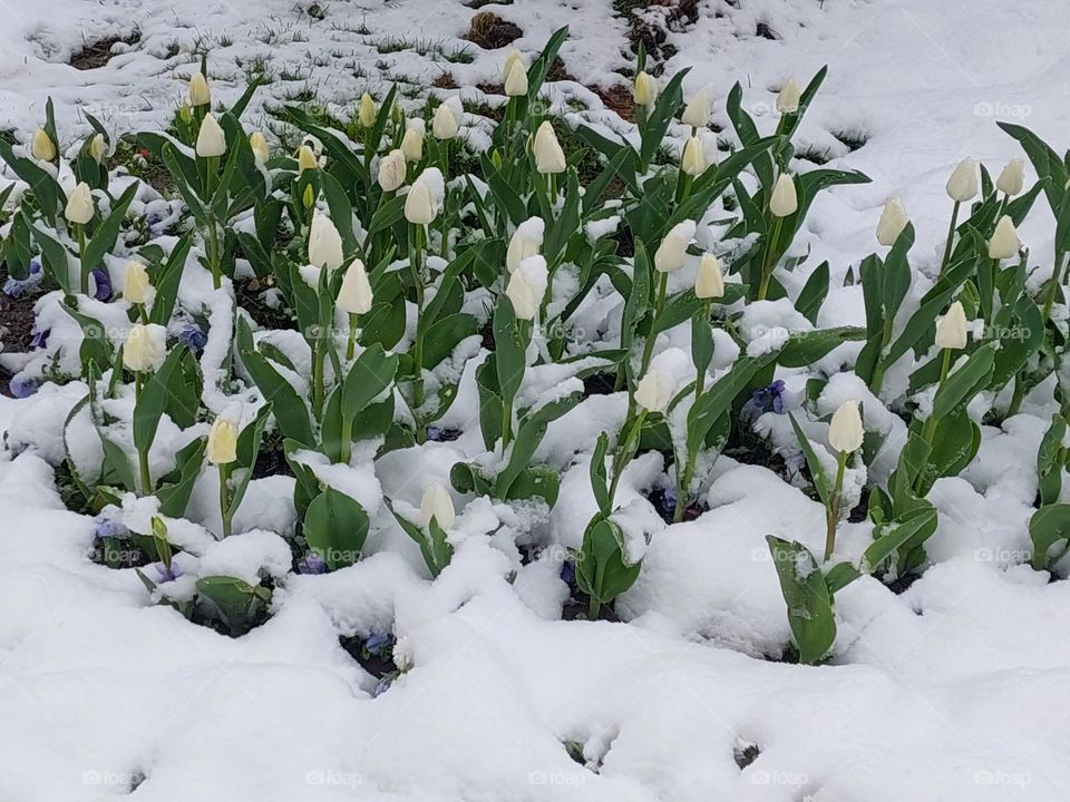 Blooming white tulips covered with April snow