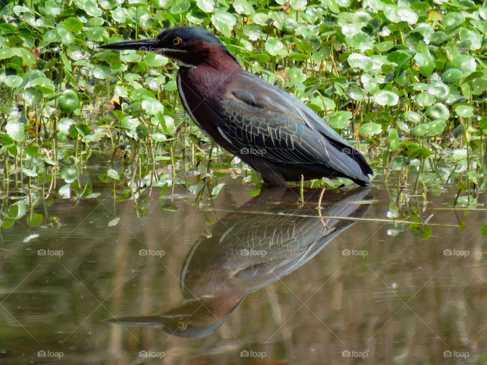 Green heron