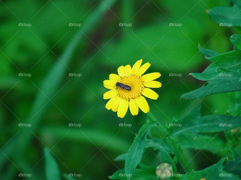 Insect on Yellow Flower