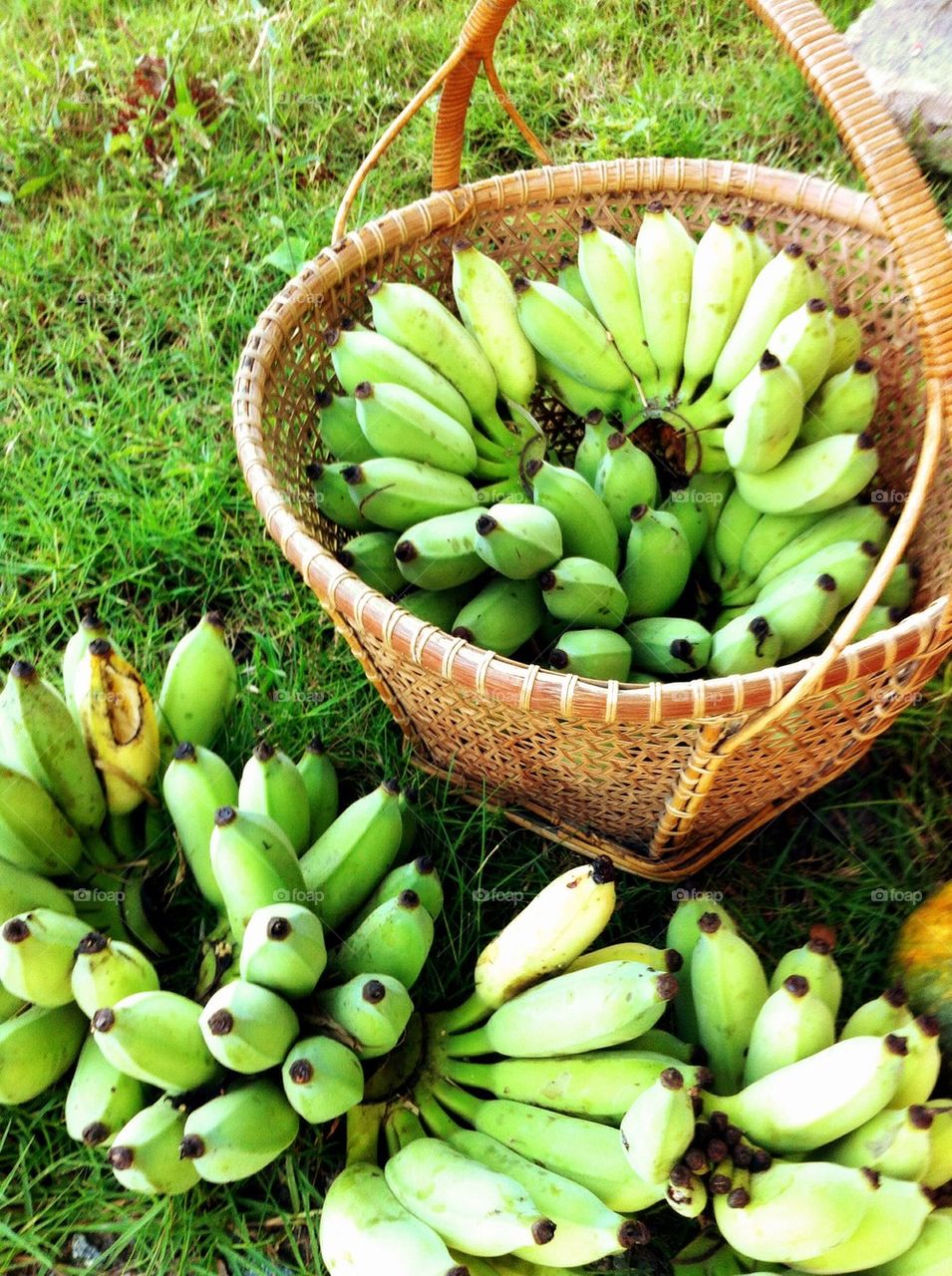 Banana in the basket