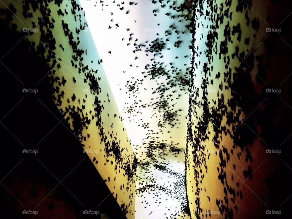 Swarm