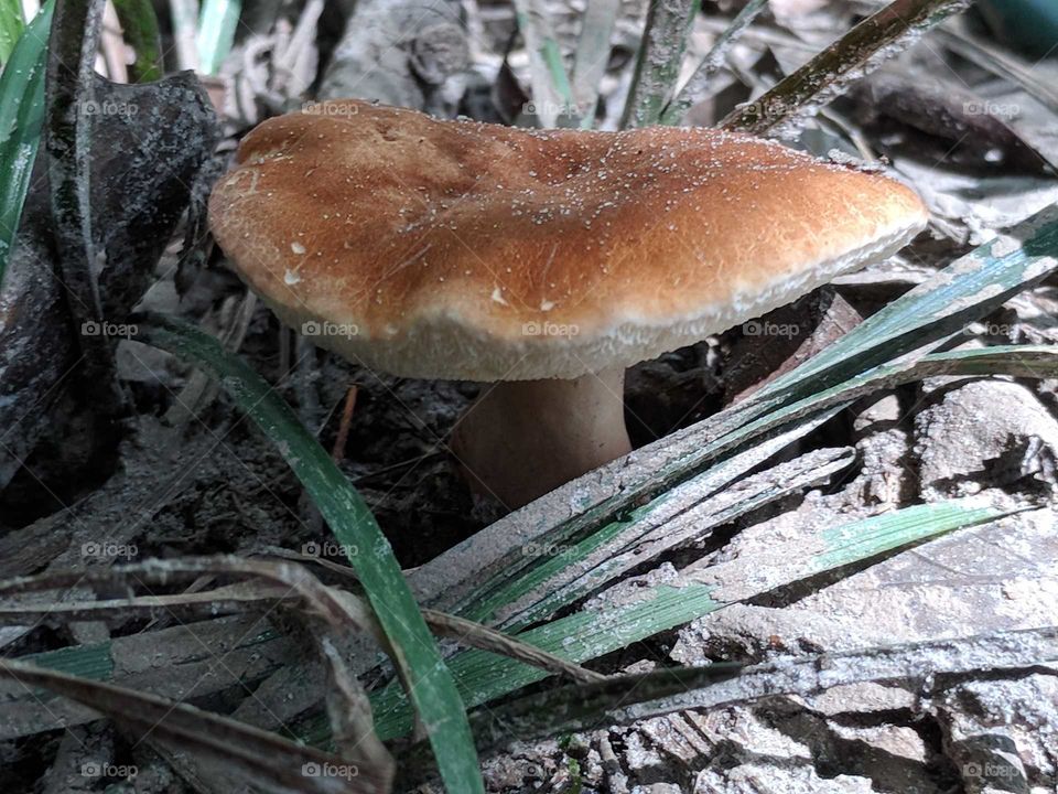 Mushroom