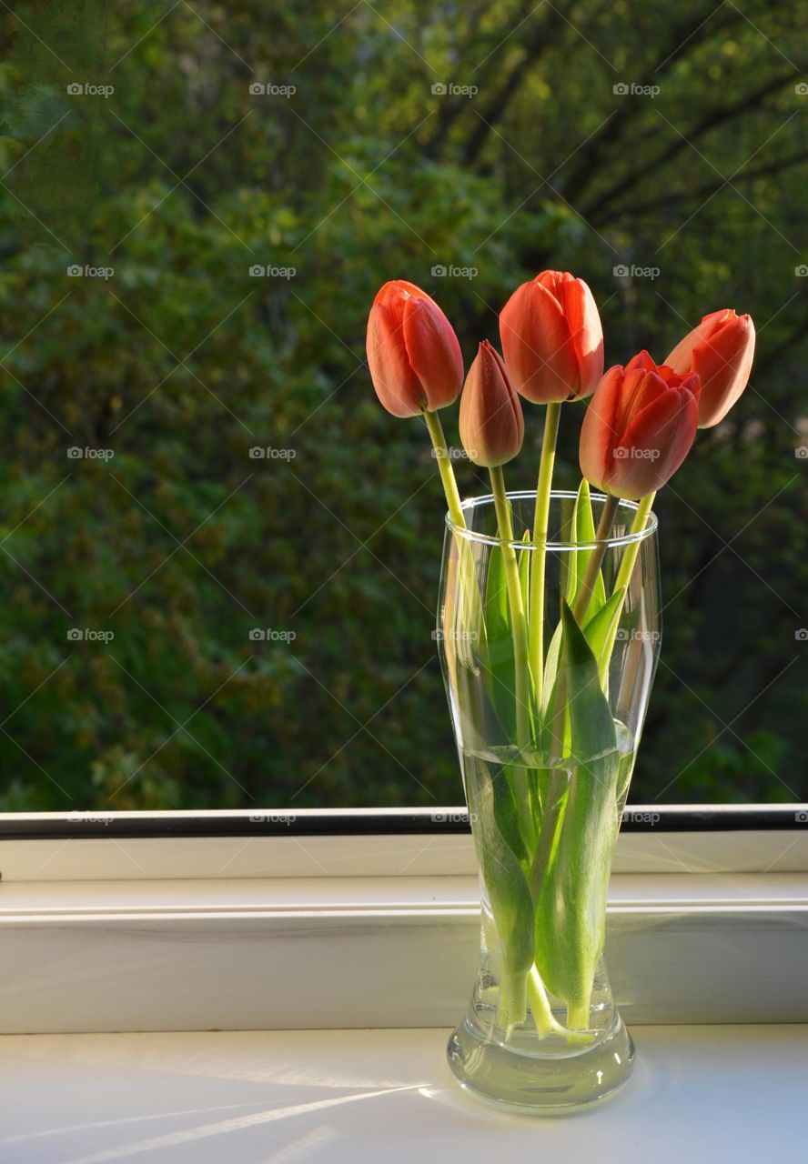 tulips flowers in vase