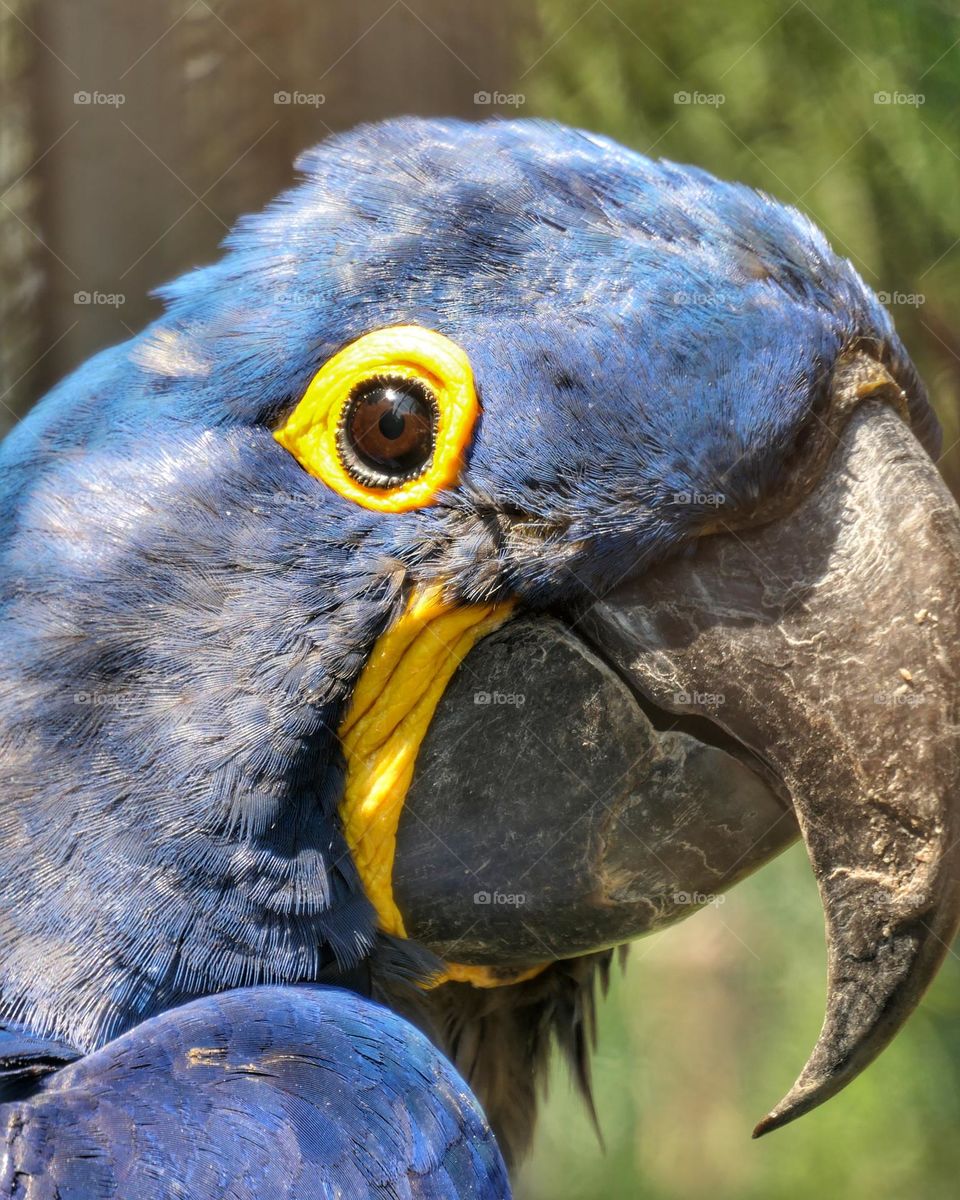 Head of a hyacinth macaw