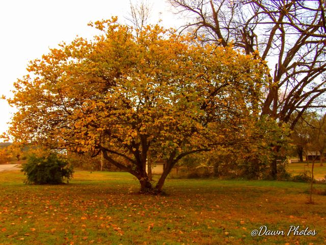 BigBird Tree